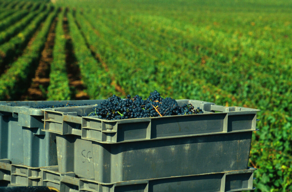 Vendanges