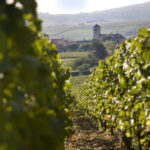 Domaine Viticole